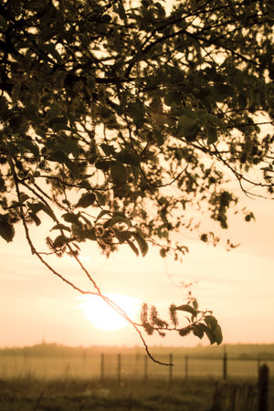 summer field in the sunsetの写真素材