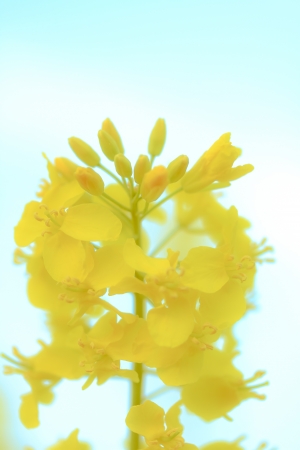 a flower in the morning sunの写真素材