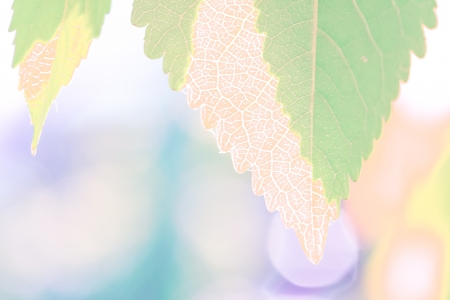 a plant in the morning sunの写真素材