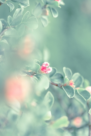 a flower in the morning sunの写真素材