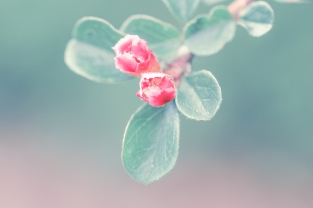 a flower in the morning sunの写真素材