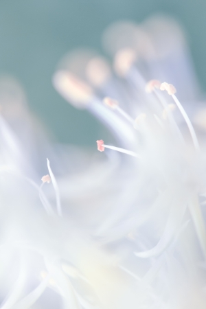a flower in the morning sunの写真素材