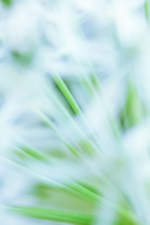 a plant in the morning sunの写真素材