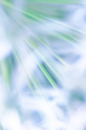 a plant in the morning sunの写真素材