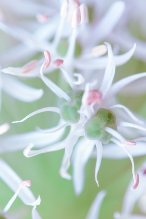 a flower in the morning sunの写真素材
