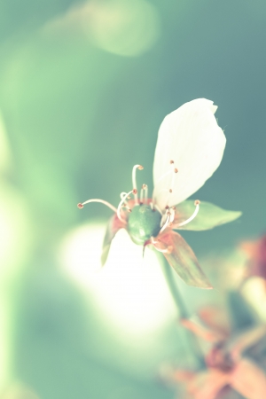 a flower in the morning sunの写真素材