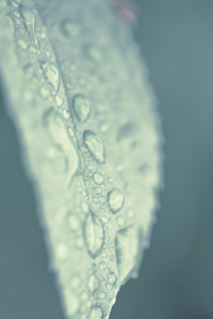 a plant after the rainの写真素材