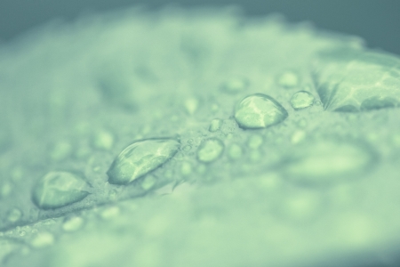 a plant after the rainの写真素材