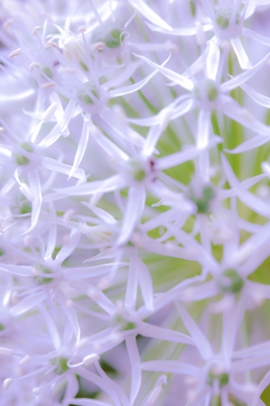 a flower in the morning sunの写真素材