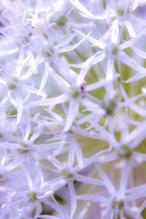 a flower in the morning sunの写真素材