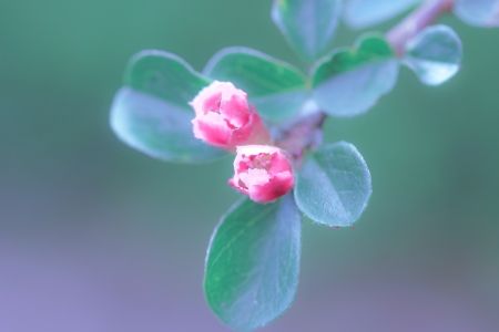 a flower in the morning sunの写真素材