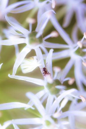 a flower in the morning sunの写真素材