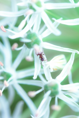 a flower in the morning sunの写真素材