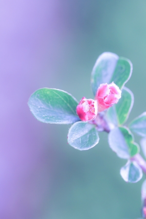 a flower in the morning summer sunの写真素材