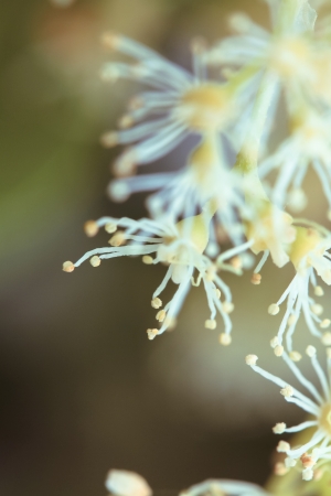 a flower in the morning summer sunの写真素材