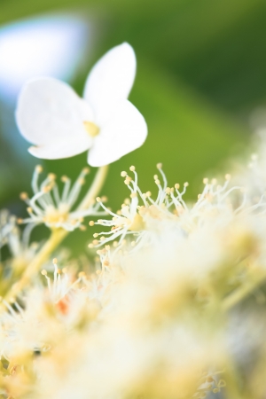 a flower in the morning summer sunの写真素材