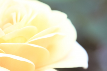 a flower in the morning summer sunの写真素材