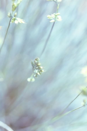 a plant in the morning summer sunの写真素材