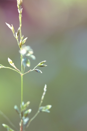 a plant in the morning summer sunの写真素材