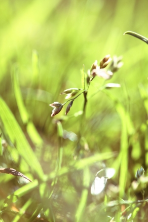 a plant in the morning summer sunの写真素材