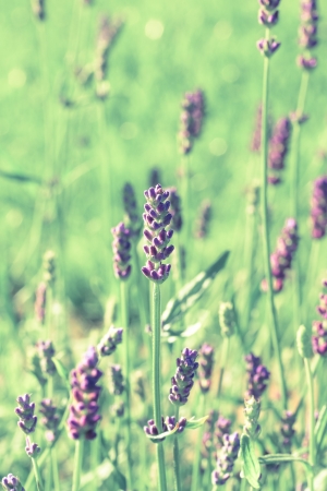 a flower in the morning summer sunの写真素材