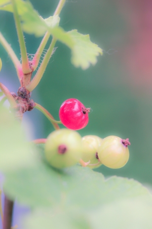 a flower in the morning summer sunの写真素材