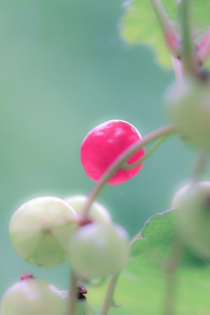 a flower in the morning summer sunの写真素材