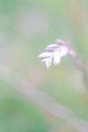 a plant in the morning summer sunの写真素材