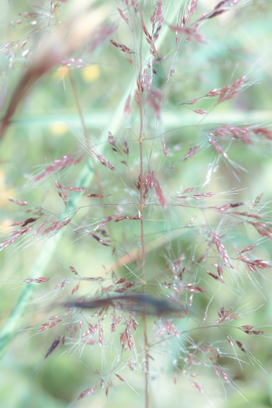 a plant in the morning summer sunの写真素材