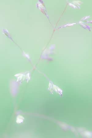 a plant in the morning summer sunの写真素材