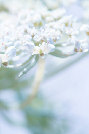 a flower in the morning summer sunの写真素材