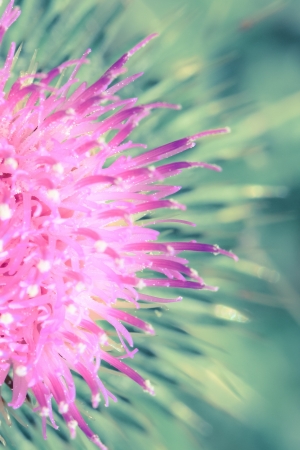 a flower in the morning summer sunの写真素材