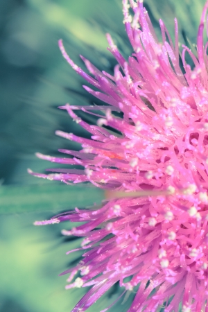 a flower in the morning summer sunの写真素材