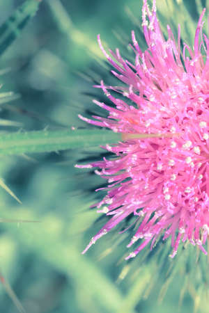 a flower in the morning summer sunの写真素材