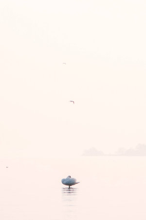 a lake bank on a foggy october morningの写真素材