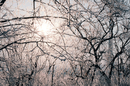 Some trees in the winter sunの写真素材
