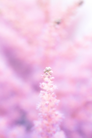 a flower in the morning summer sunの写真素材