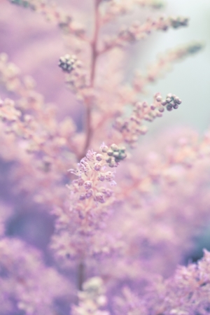 a flower in the morning summer sunの写真素材