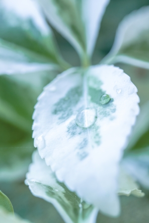 a flower in the morning summer sunの写真素材
