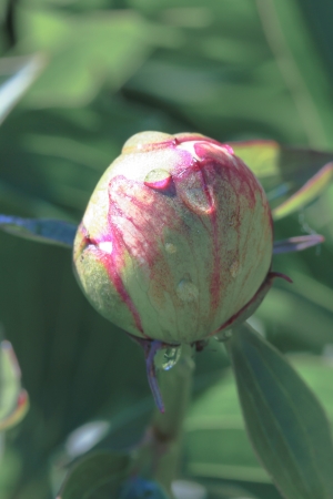 a flower in the morning summer sunの写真素材