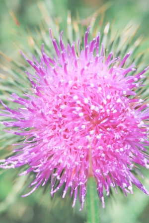 a flower in the morning summer sunの写真素材