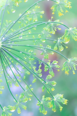 a flower in the morning summer sunの写真素材