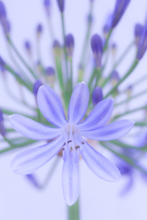 a flower in the morning summer sunの写真素材