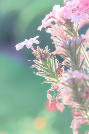 a flower in the morning summer sunの写真素材