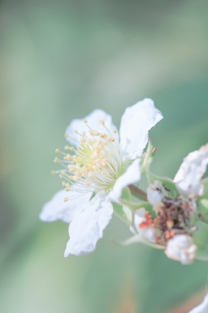a flower in the morning summer sunの写真素材