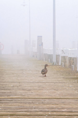 a lake bank on a foggy october morningの写真素材
