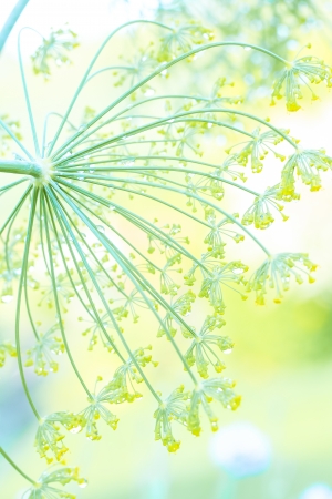 a flower in the morning summer sunの写真素材