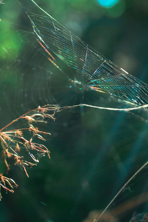 spider webの写真素材