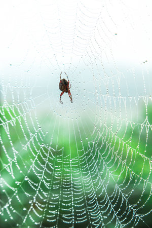 spider webの写真素材