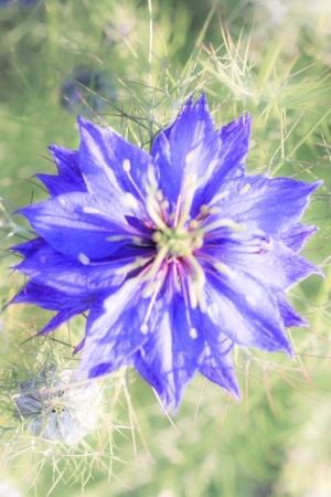 a flower in the morning summer sunの写真素材